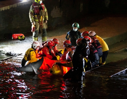 Penyelamatan Paus Kecil Terdampar di Sungai London