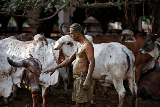 Melihat Warga India 'Mandi' Kotoran Sapi untuk Tangkal Covid-19