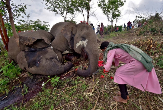 18 Gajah Liar di India Mati Tersambar Petir