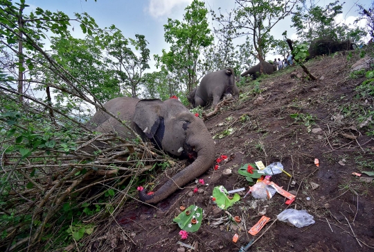 18 Gajah Liar di India Mati Tersambar Petir