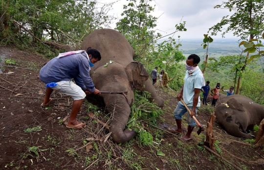 18 Gajah Liar di India Mati Tersambar Petir
