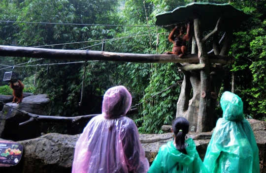 Terapkan Protokol Kesehatan, Wisatawan Padati Taman Safari Indonesia