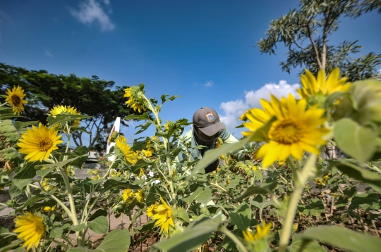 Keindahan Taman Bunga Matahari di Utara Jakarta