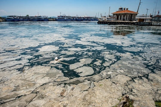 Penampakan Ingus Laut Cemari Pantai di Istanbul