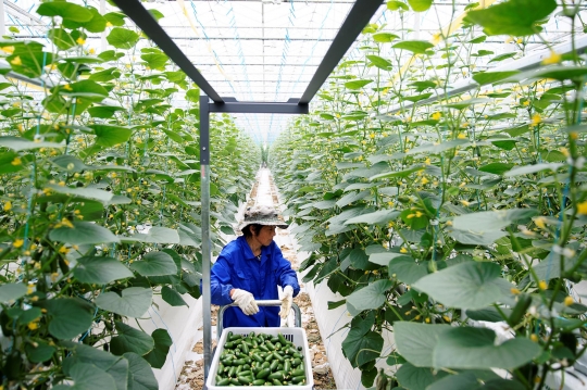 Menengok Kebun Sayur Berteknologi Tinggi di China