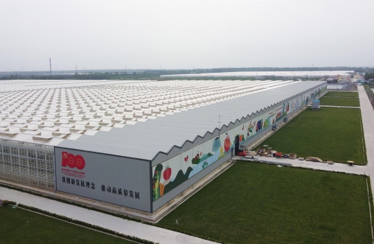 Menengok Kebun Sayur Berteknologi Tinggi di China