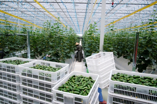 Menengok Kebun Sayur Berteknologi Tinggi di China