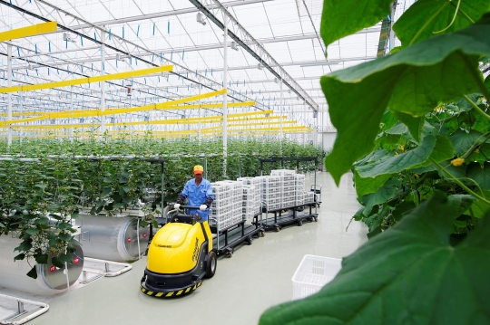 Menengok Kebun Sayur Berteknologi Tinggi di China