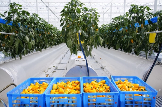 Menengok Kebun Sayur Berteknologi Tinggi di China