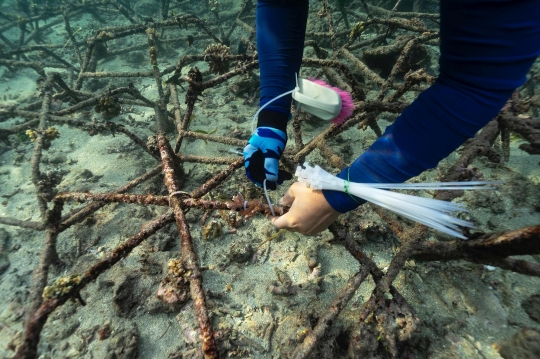 Upaya Pelestarian Terumbu Karang di Perairan Bali