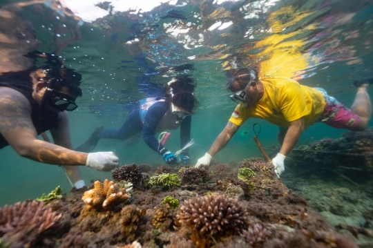 Upaya Pelestarian Terumbu Karang di Perairan Bali