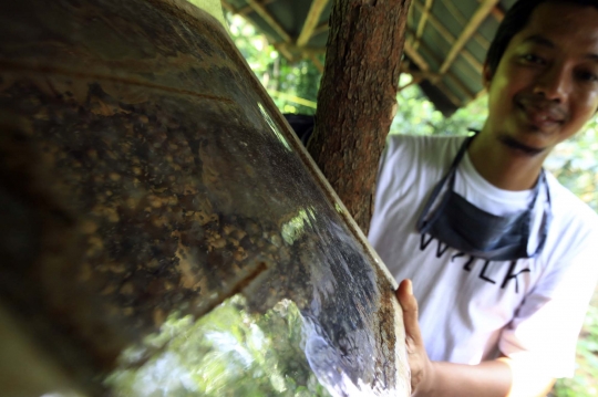 Melihat Budidaya Lebah Trigona di Hutan Kota Srengseng