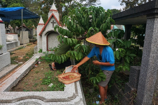 Memanen Kopi Tulang di Kuburan Belanda Malang