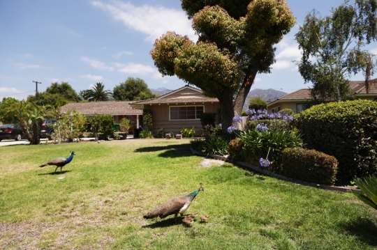 Burung Merak Ganggu Warga California Selama Pandemi