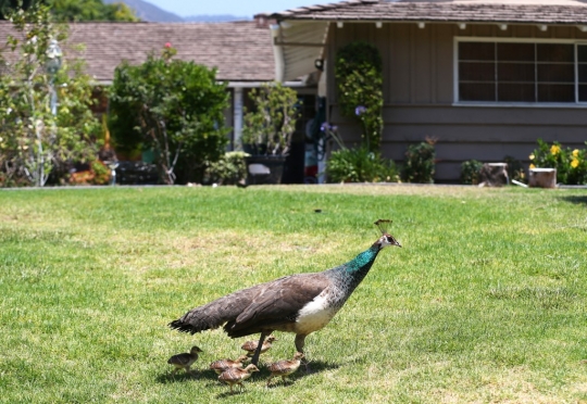 Burung Merak Ganggu Warga California Selama Pandemi