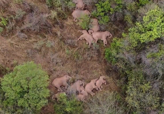 Potret Kawanan Gajah di China 'Rebahan' Seusai Berkelana 500 Km