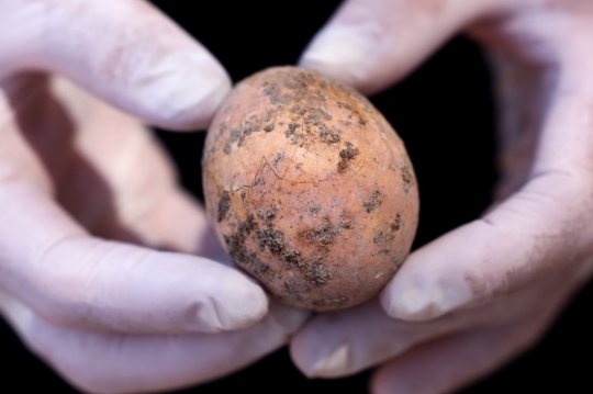 Penampakan Telur Ayam Berusia 1.000 Tahun