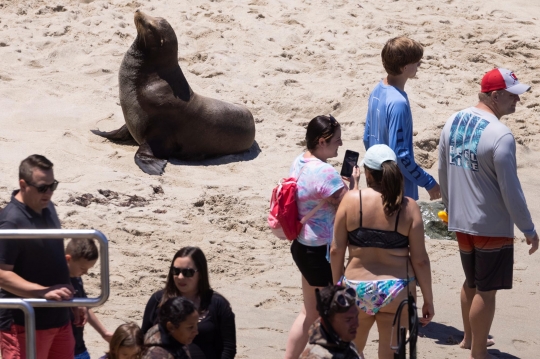 Kawanan Singa Laut Sapa Pengunjung Pantai di California