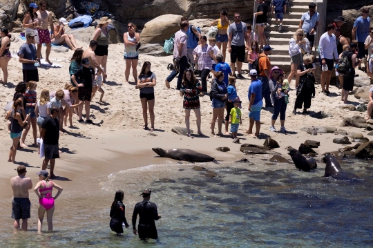 Kawanan Singa Laut Sapa Pengunjung Pantai di California