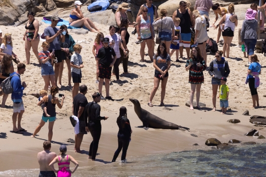 Kawanan Singa Laut Sapa Pengunjung Pantai di California