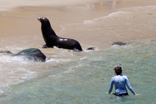 Kawanan Singa Laut Sapa Pengunjung Pantai di California