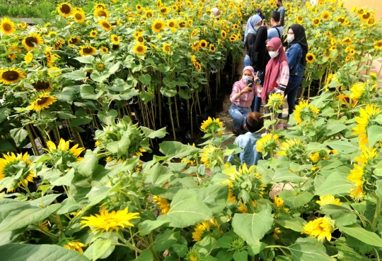 Cantiknya Taman Bunga Matahari di Atap Gedung