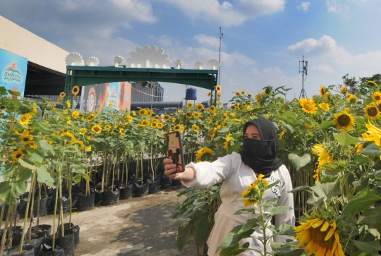 Cantiknya Taman Bunga Matahari di Atap Gedung