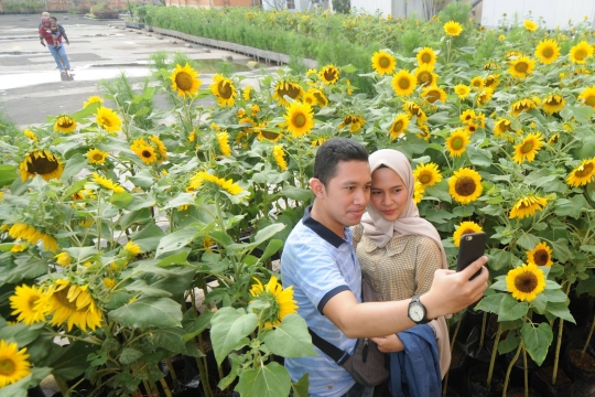 Cantiknya Taman Bunga Matahari di Atap Gedung