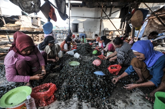 Geliat Pengupas Kerang Hijau di Utara Jakarta