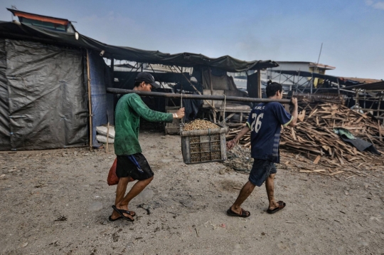 Geliat Pengupas Kerang Hijau di Utara Jakarta