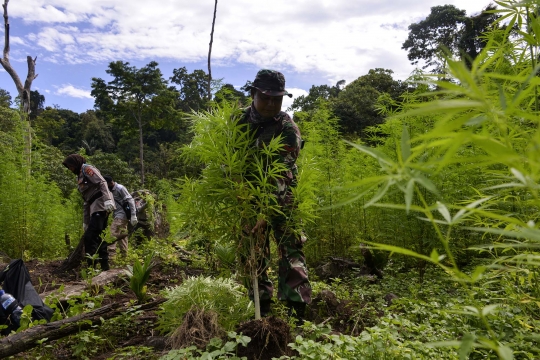 Melihat Pemusnahan Ladang Ganja Siap Panen di Aceh