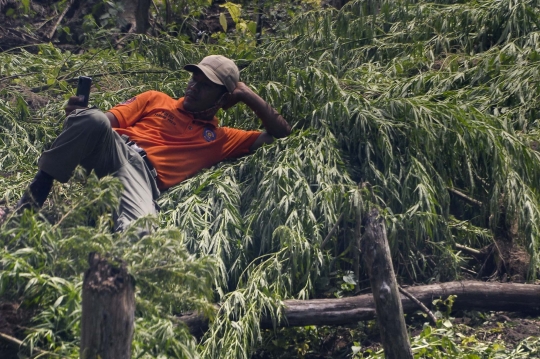 Melihat Pemusnahan Ladang Ganja Siap Panen di Aceh