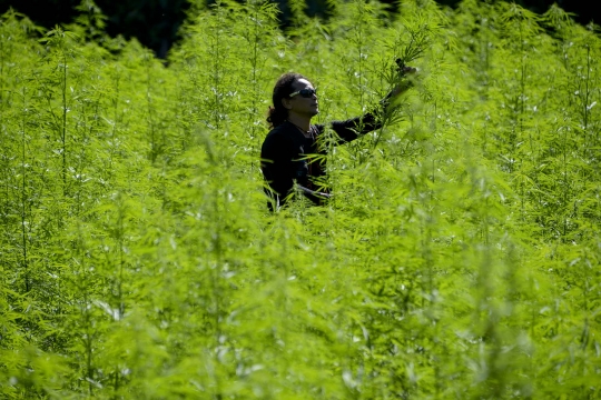 Melihat Pemusnahan Ladang Ganja Siap Panen di Aceh