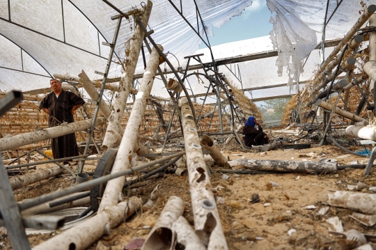 Pilu Warga Gaza Kebunnya Hancur Akibat Perang Hamas-Israel
