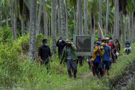 Pelepasan Jala Si Orangutan ke Alam Liar Kalimantan