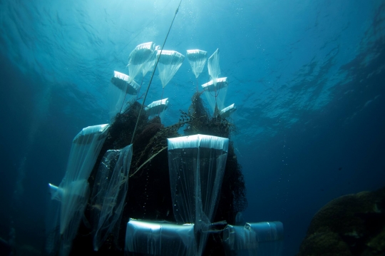 Pengangkatan Sampah Jaring Ikan 2.750 Meter yang Tutupi Terumbu Karang