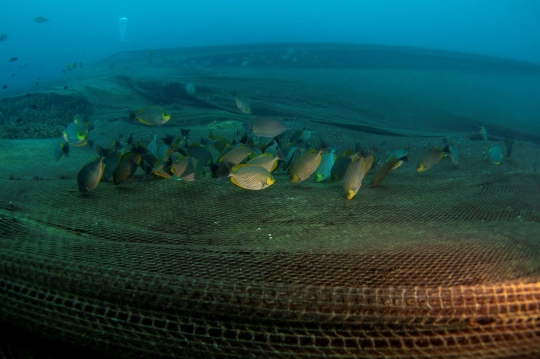 Pengangkatan Sampah Jaring Ikan 2.750 Meter yang Tutupi Terumbu Karang