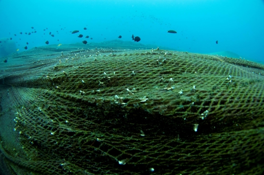 Pengangkatan Sampah Jaring Ikan 2.750 Meter yang Tutupi Terumbu Karang
