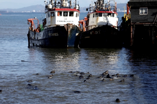 Diburu Paus Pembunuh, Kawanan Singa Laut Loncat ke Dermaga