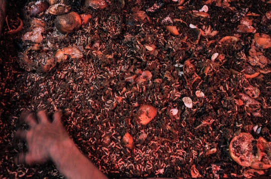 Budidaya Maggot untuk Kurangi Sampah Organik