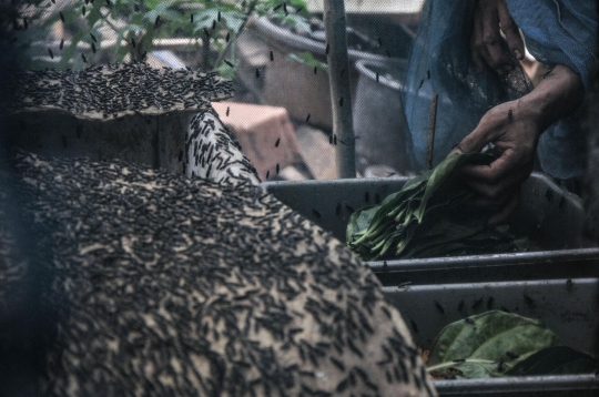 Budidaya Maggot untuk Kurangi Sampah Organik