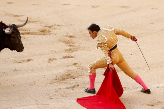 Melihat Matador Vs Banteng di Masa Pandemi