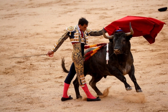 Melihat Matador Vs Banteng di Masa Pandemi