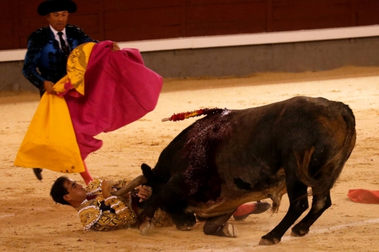 Melihat Matador Vs Banteng di Masa Pandemi