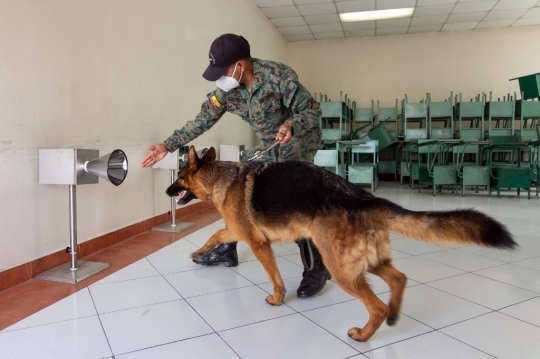 Melatih Anjing Deteksi Virus Corona Lewat Keringat Tubuh Manusia