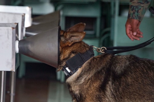 Melatih Anjing Deteksi Virus Corona Lewat Keringat Tubuh Manusia