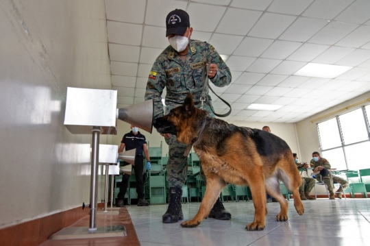 Melatih Anjing Deteksi Virus Corona Lewat Keringat Tubuh Manusia