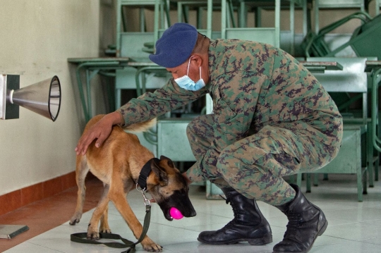 Melatih Anjing Deteksi Virus Corona Lewat Keringat Tubuh Manusia