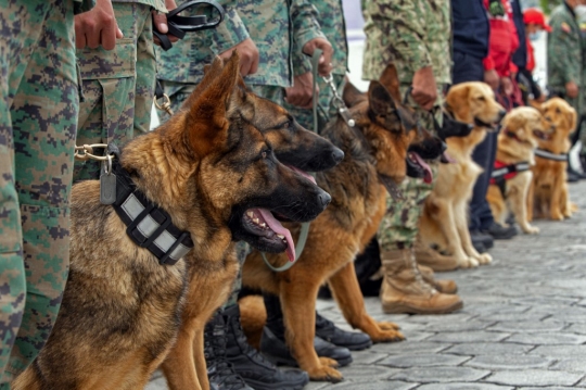 Melatih Anjing Deteksi Virus Corona Lewat Keringat Tubuh Manusia