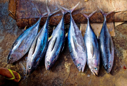 Ikan Kembung sampai Bandeng, 7 Ikan Lokal Ini Lebih Kaya Omega-3 daripada Salmon